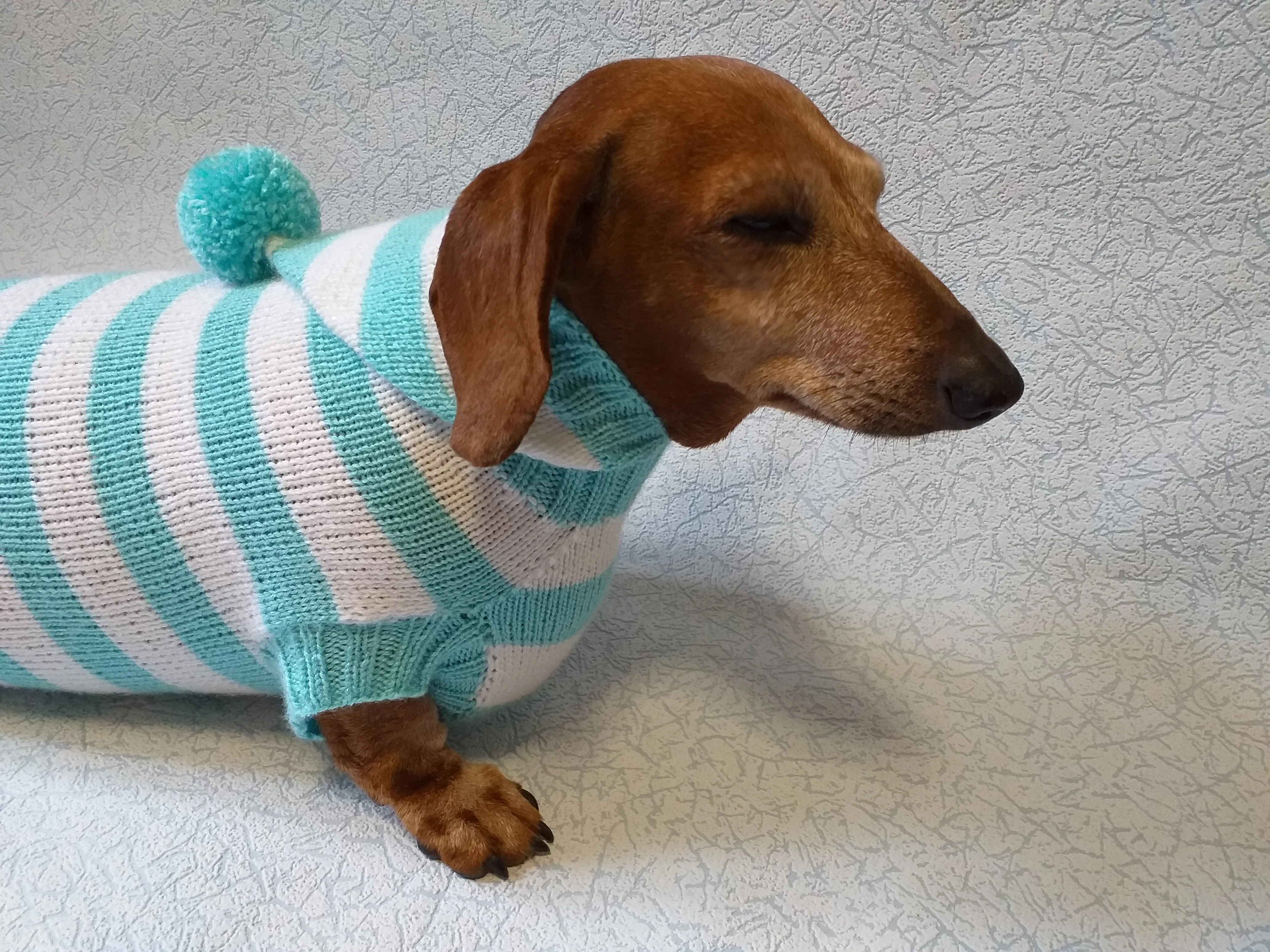 Knitted dachshund sweater with striped hood and pompom, hoodie for dachshund