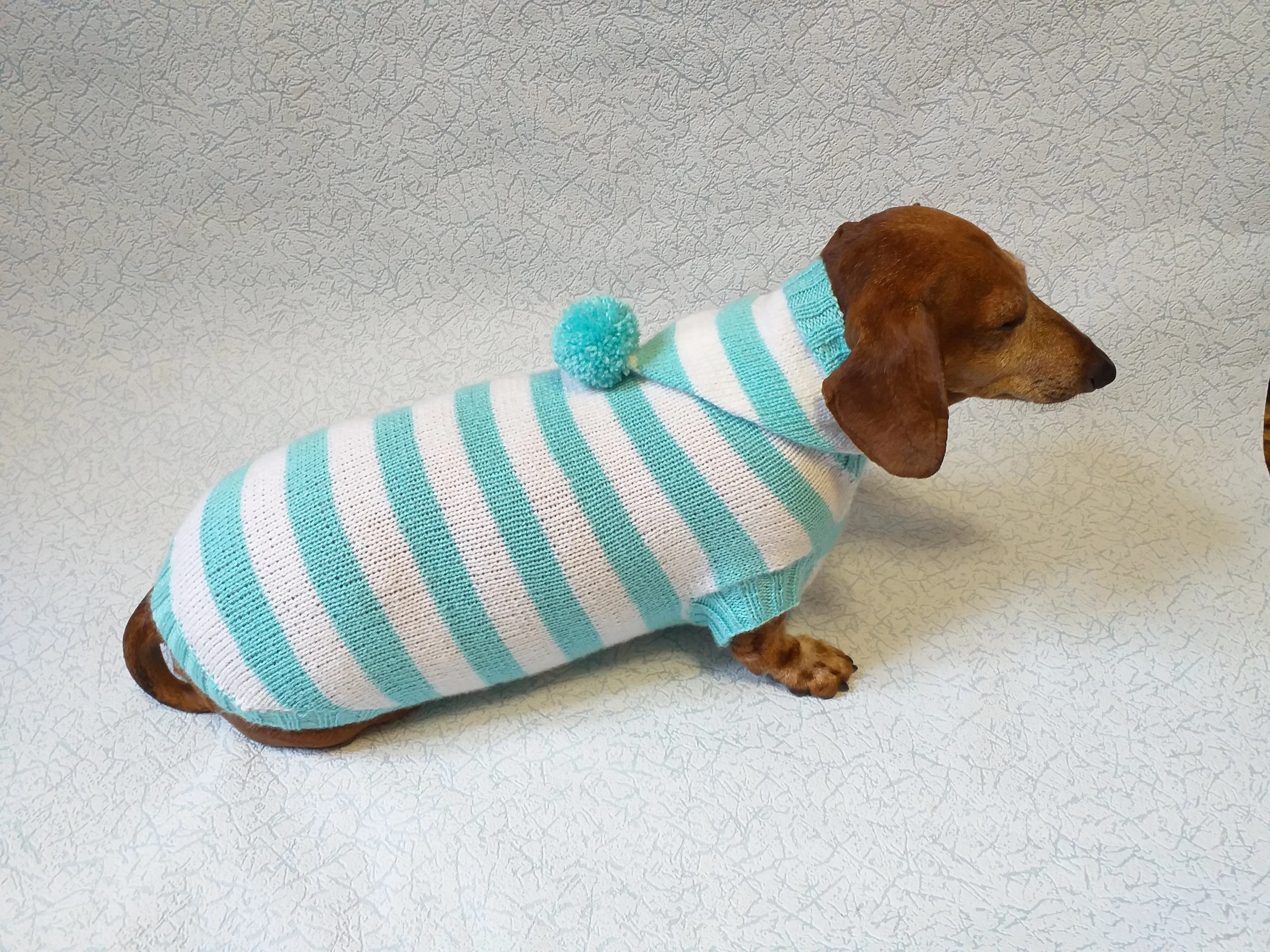 Knitted dachshund sweater with striped hood and pompom, hoodie for dachshund