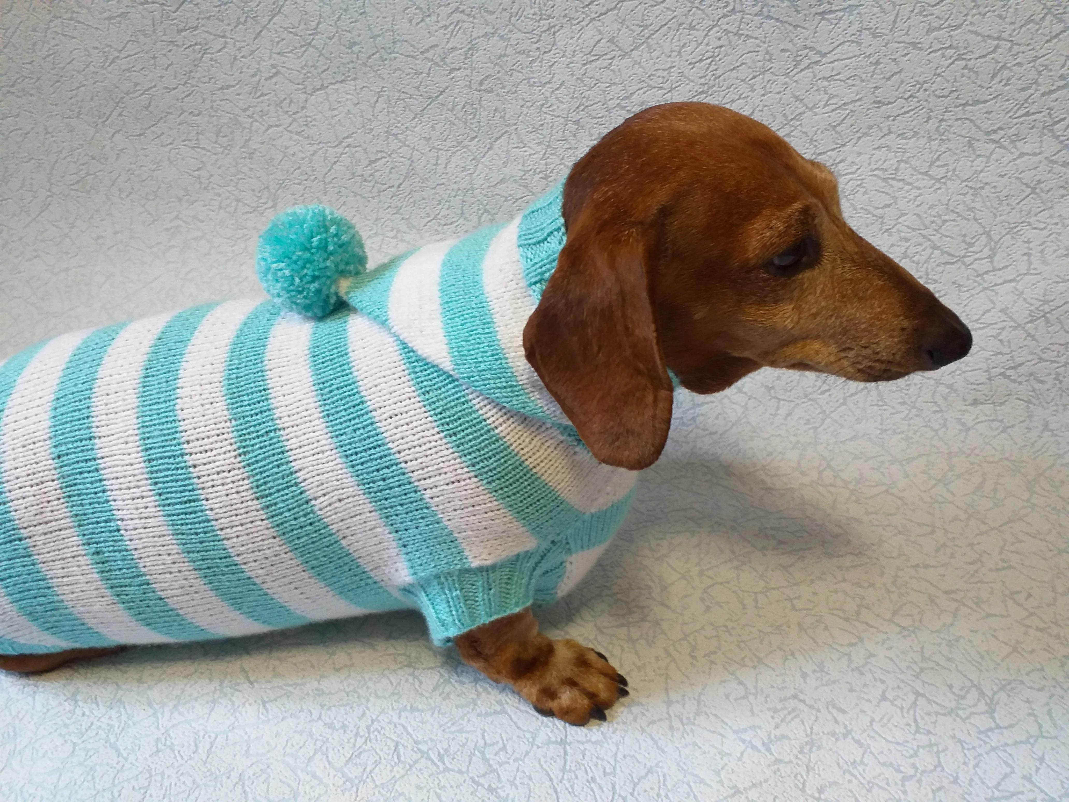 Knitted dachshund sweater with striped hood and pompom, hoodie for dachshund