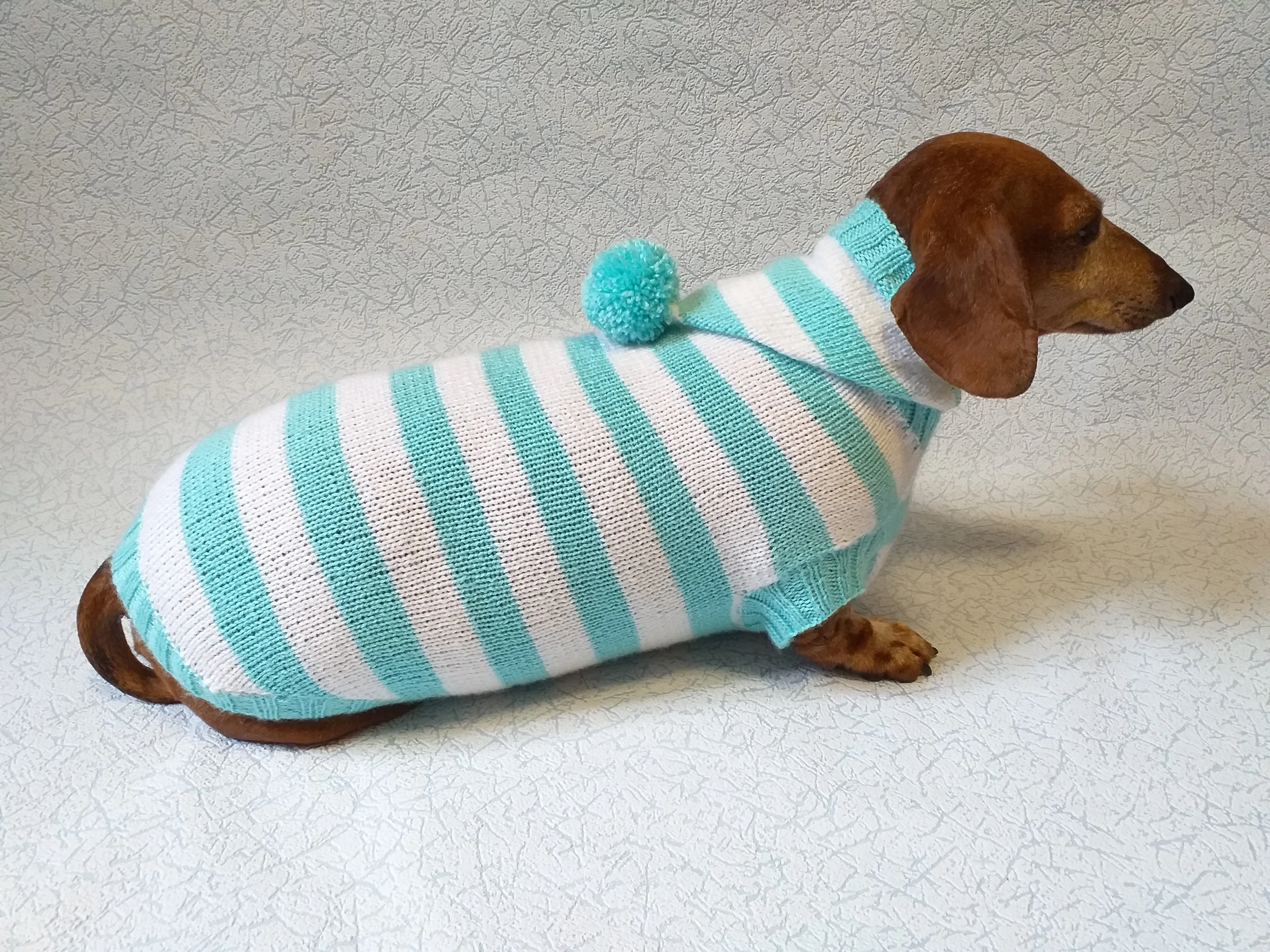 Knitted dachshund sweater with striped hood and pompom, hoodie for dachshund