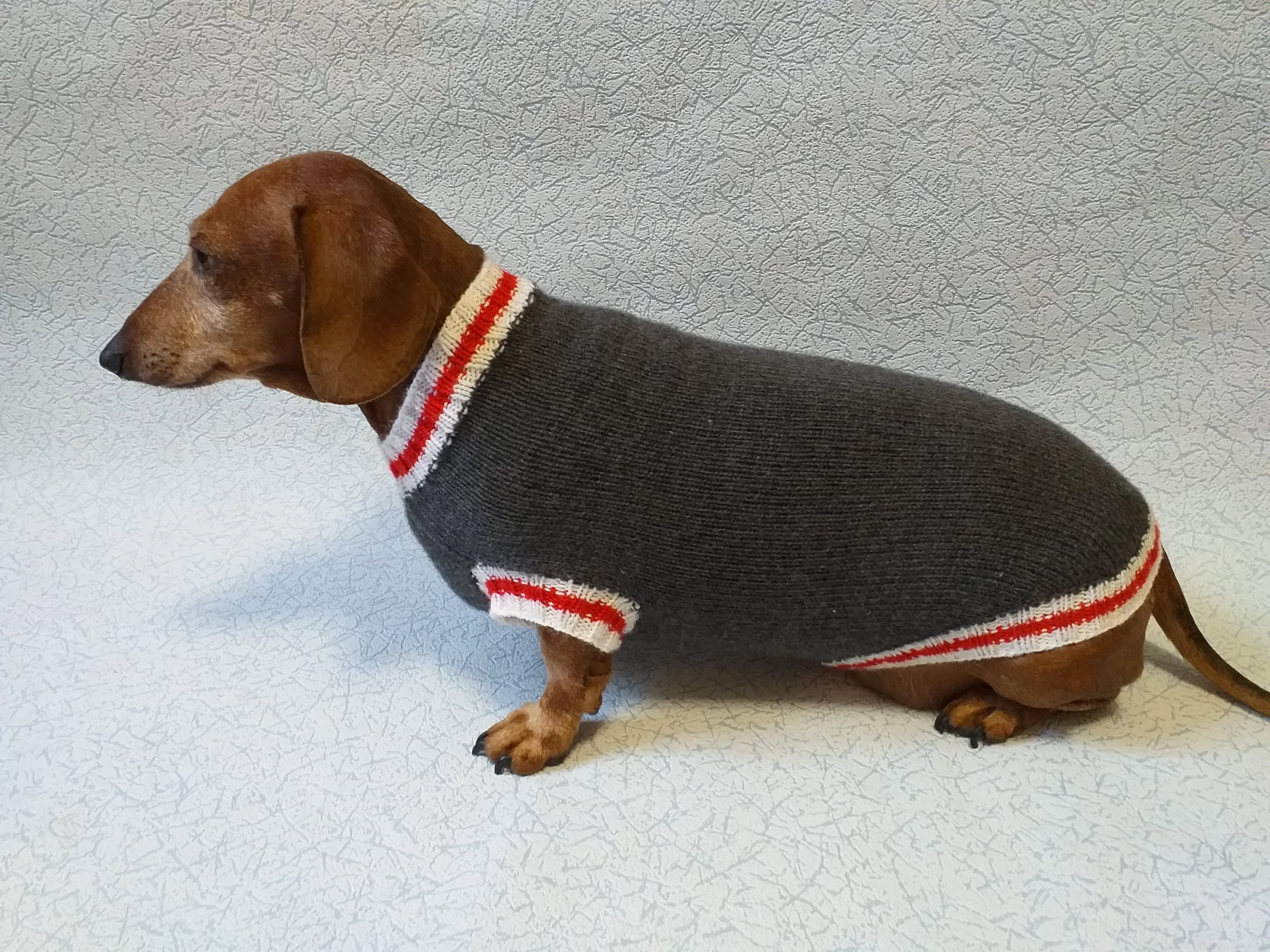 Knitted warm dachshund sweater, gray dog sweater with stripes