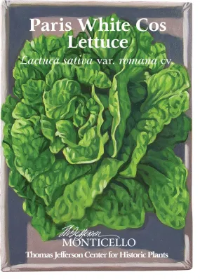 Paris White Cos Lettuce Seeds (Lactuca sativa var. romana cv.)