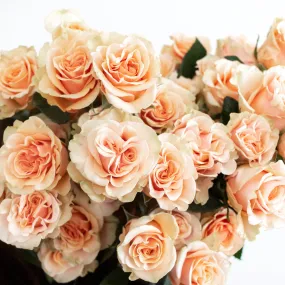 Peach Phoenix Rose