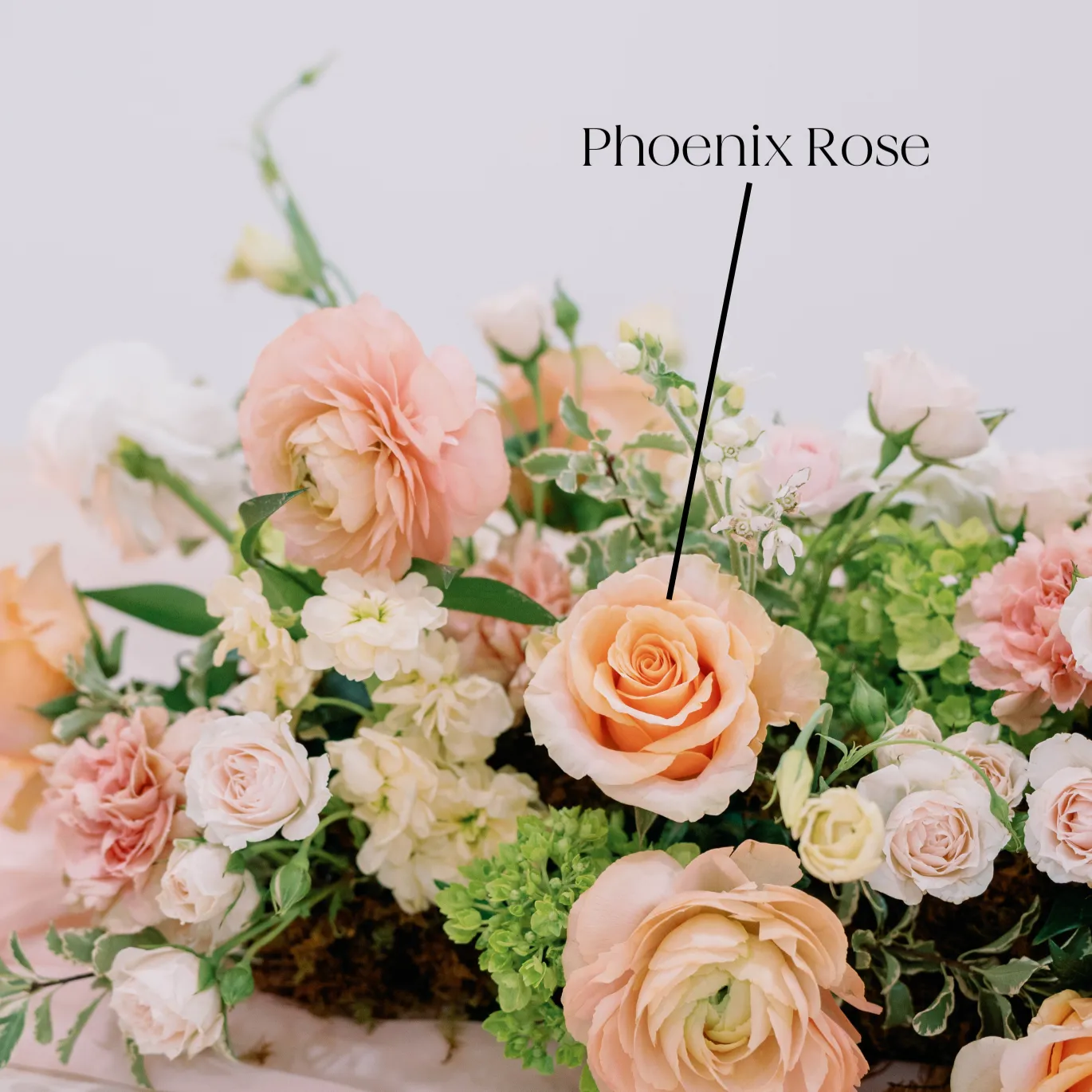 Peach Phoenix Rose