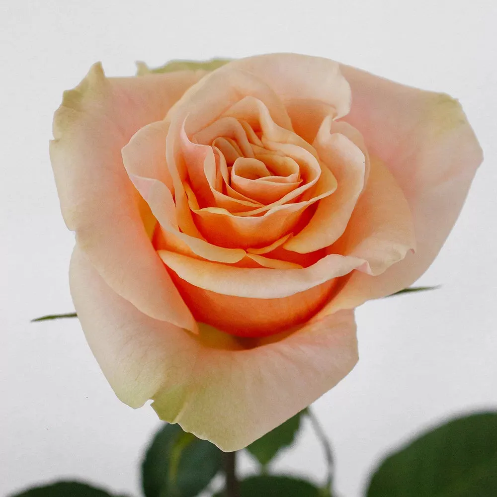 Peach Phoenix Rose