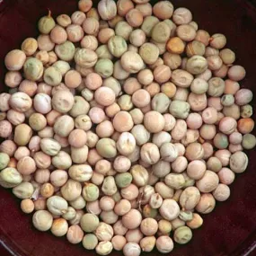 Prince Albert Pea (Pisum sativum cv.)