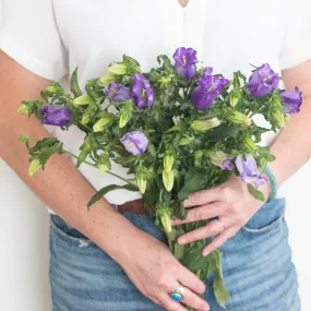 Purple Campanula Flower