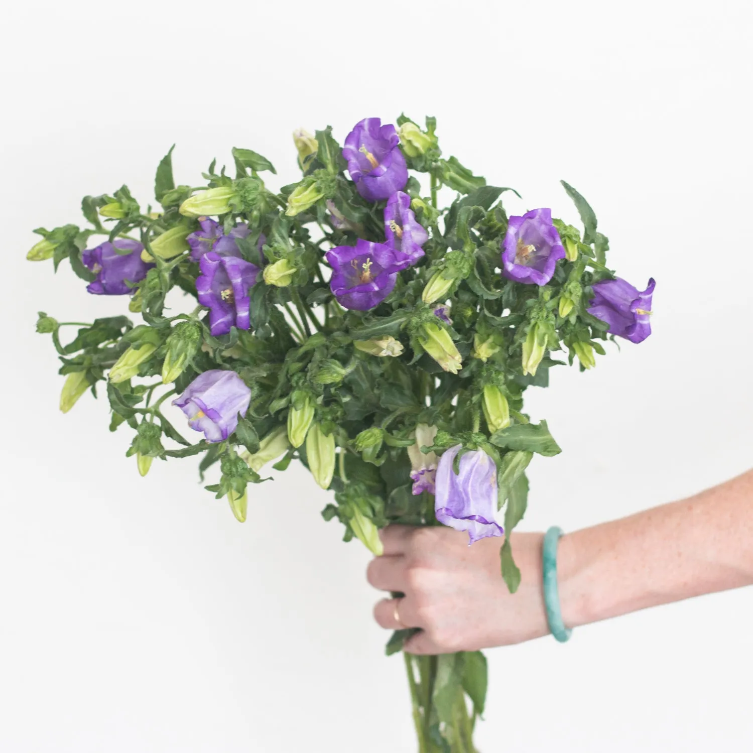 Purple Campanula Flower