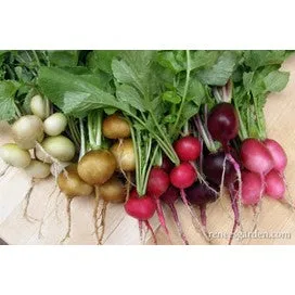 Radish, Five Colour Garden Party