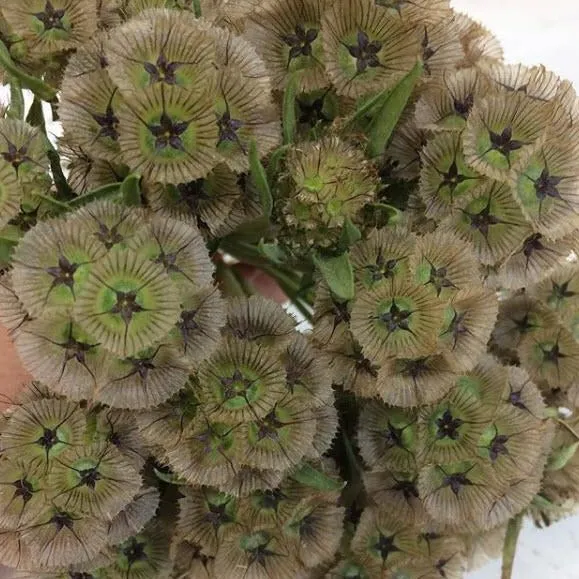 Scabiosa Pods