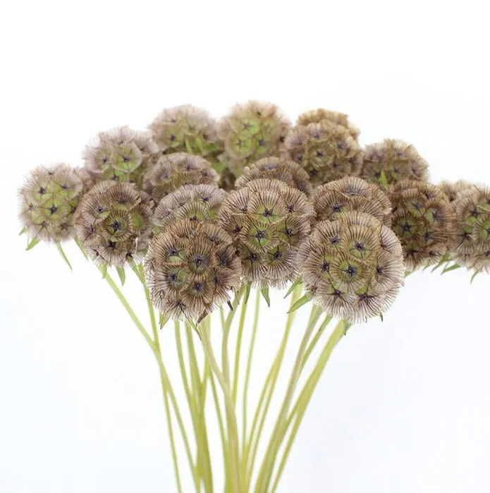 Scabiosa Pods