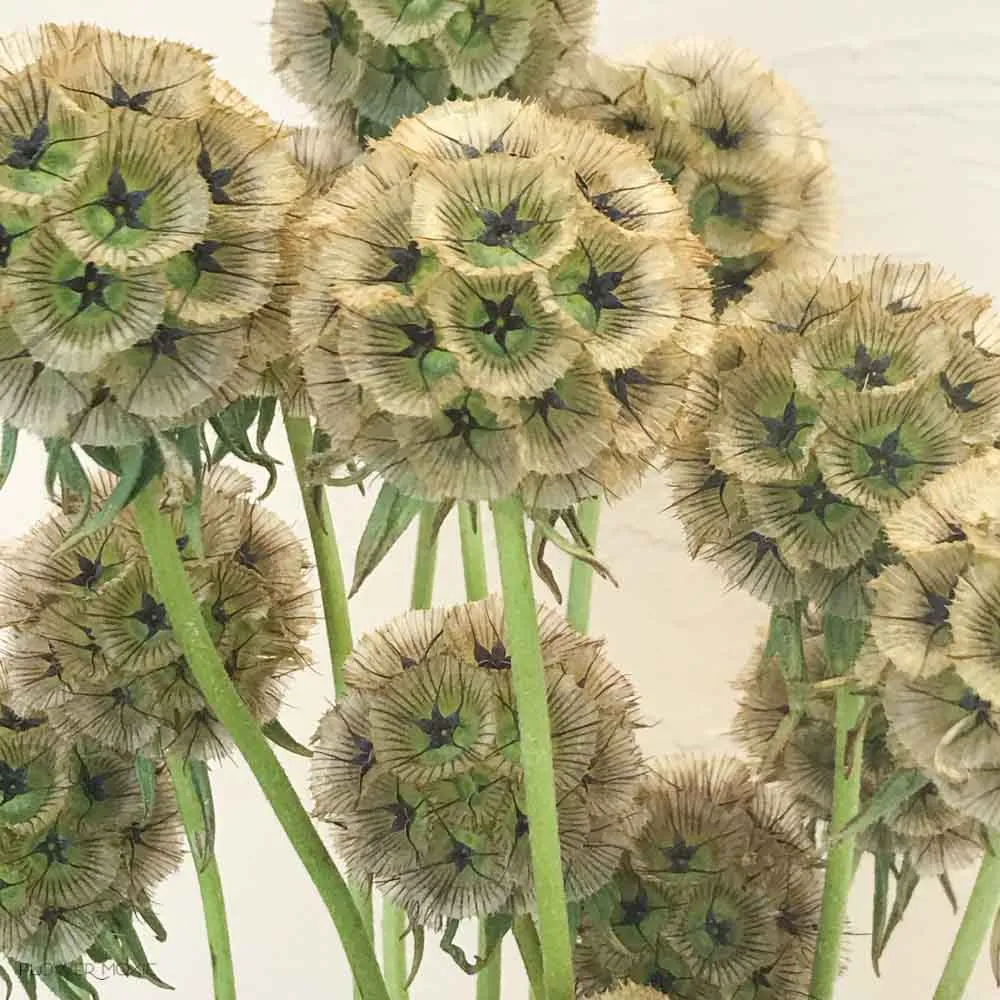 Scabiosa Pods