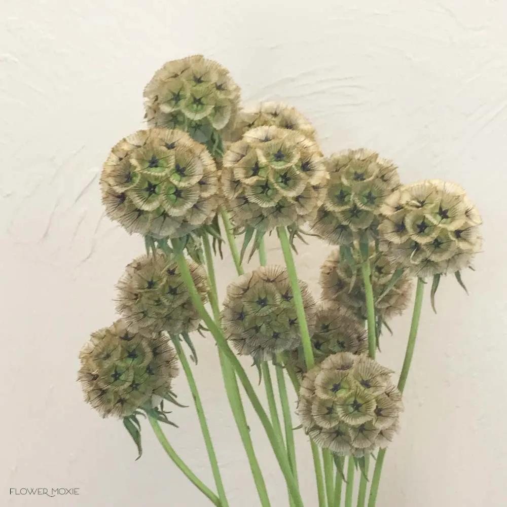 Scabiosa Pods