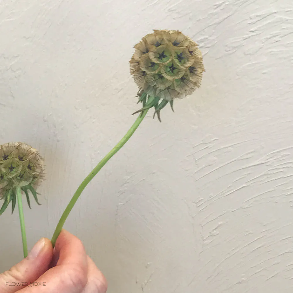 Scabiosa Pods