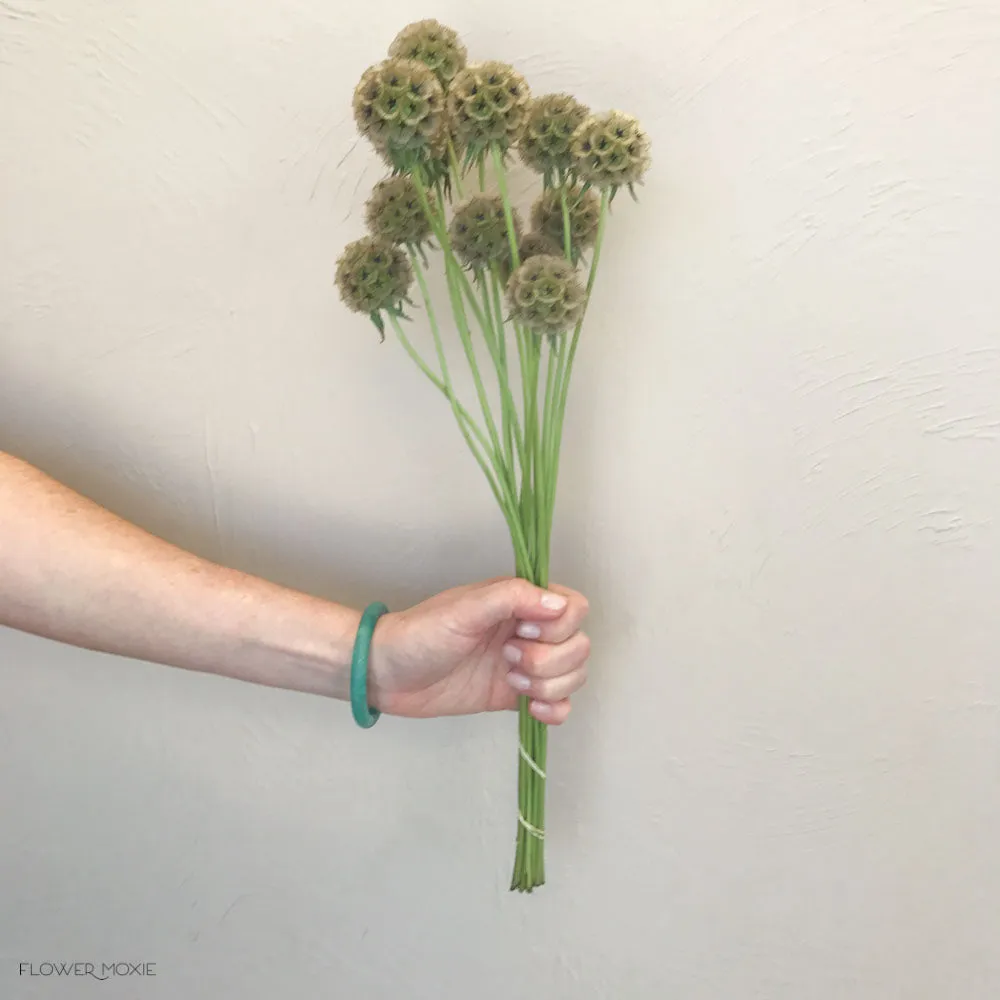 Scabiosa Pods