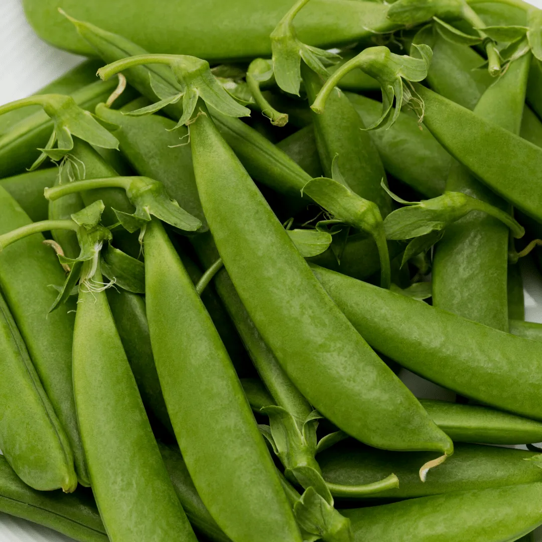 Snap Peas Cascadia Seeds | West Coast Seeds