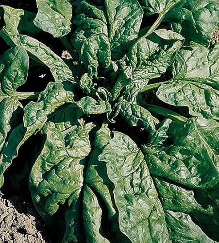 Spinach Matador Seeds | Weston Seeds