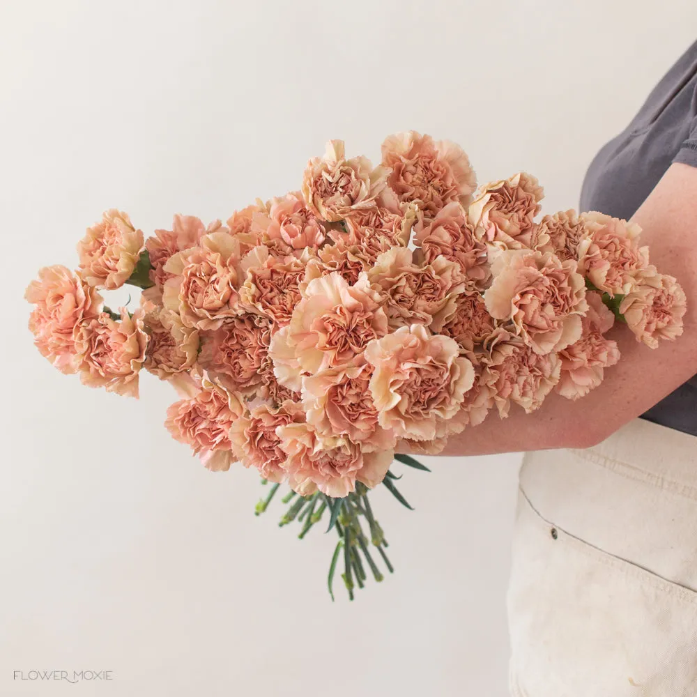 Terracotta Fancy Carnation Flower