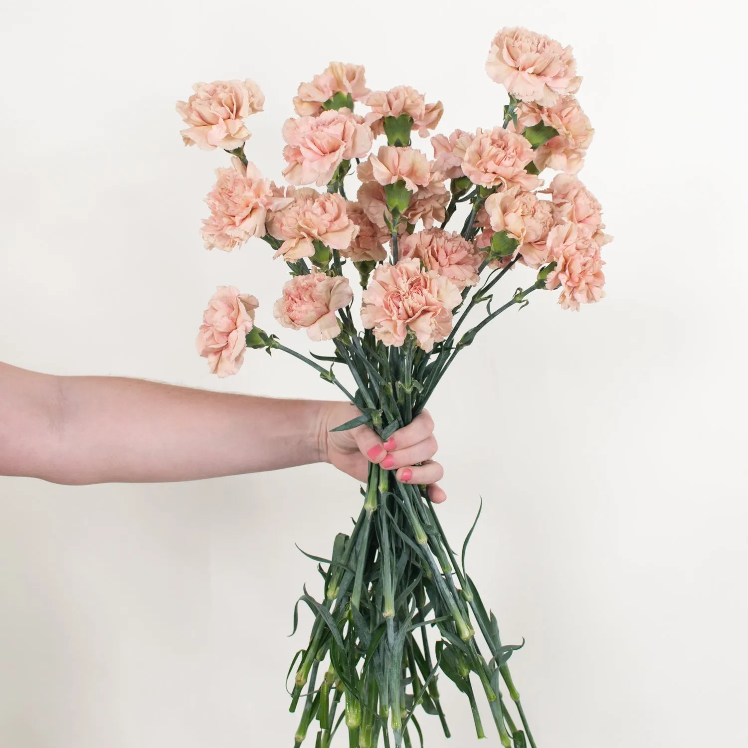 Terracotta Fancy Carnation Flower