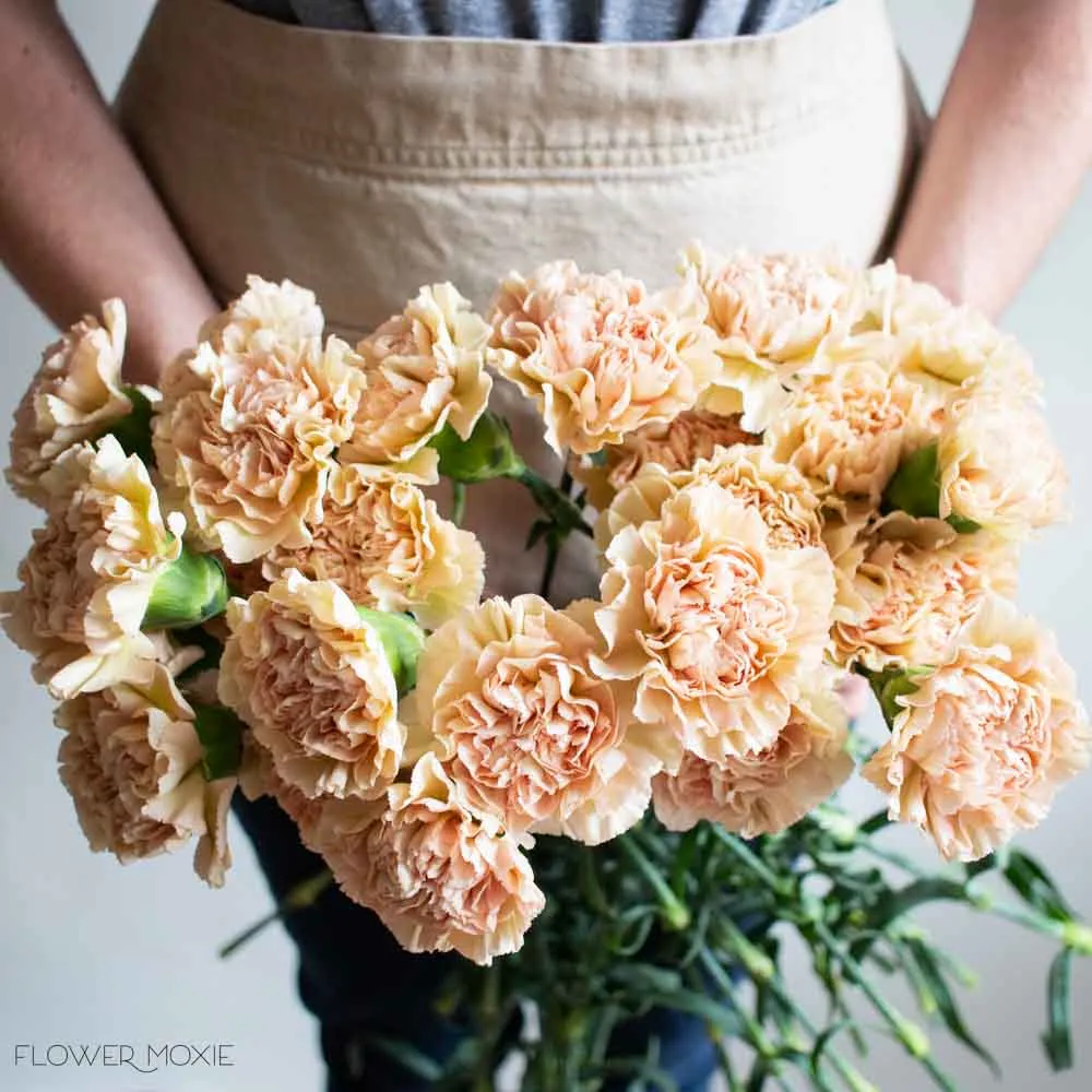 Terracotta Fancy Carnation Flower