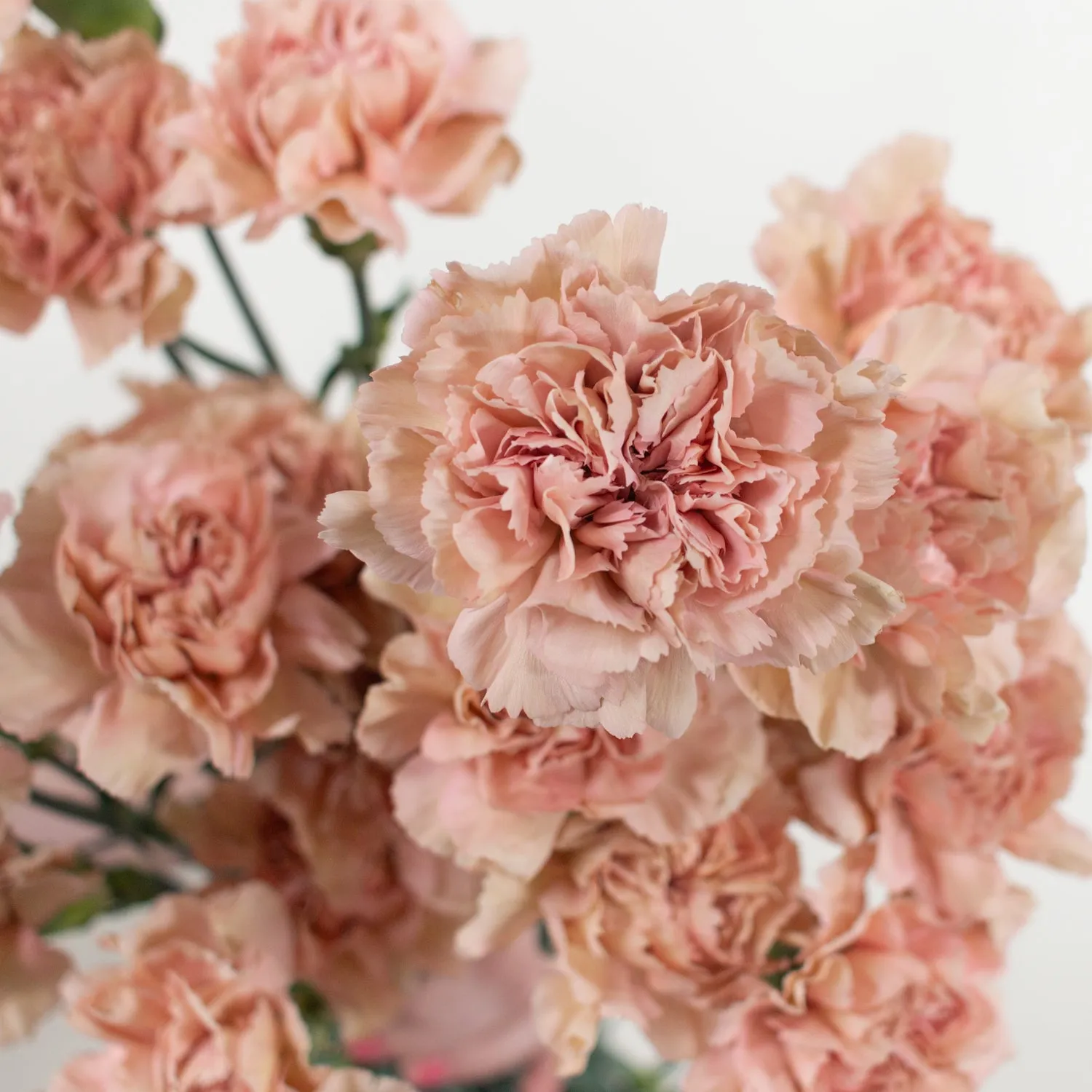 Terracotta Fancy Carnation Flower