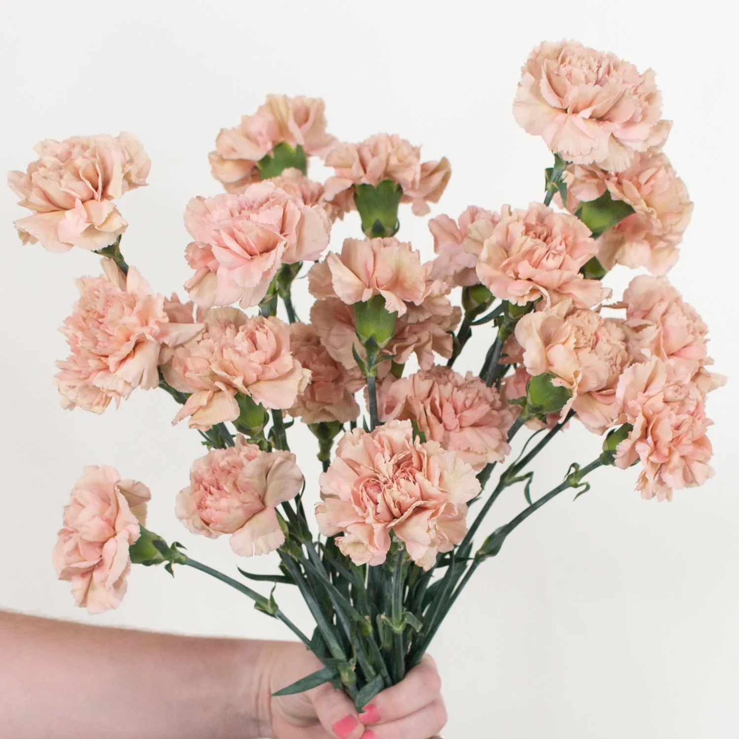 Terracotta Fancy Carnation Flower